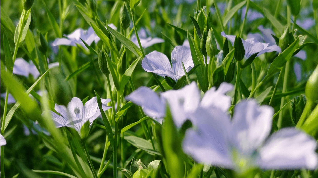 Linen's Hold on Our Hearts: Exploring the Reasons for Persistence